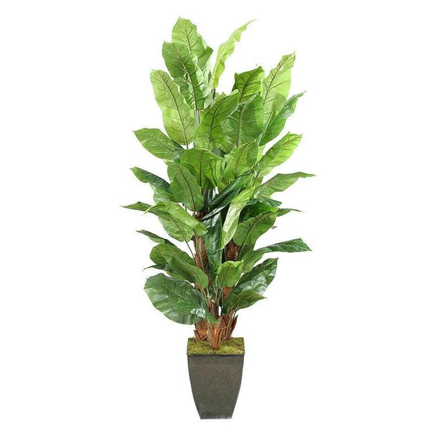Artificial 8ft Spath Plants 8ft (Pack of 2)