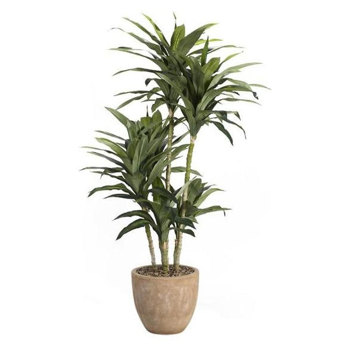 Artificial 6.5ft Dracaena Tree 6.5ft (Pack of 2)