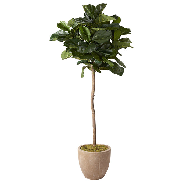 Artificial 7ft Brazilian Fiddle Leaf Fig Tree 7ft (Pack of 2)