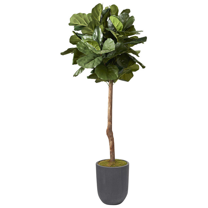Artificial 6ft Brazilian Fiddle Leaf Fig Tree 6ft (Pack of 2)
