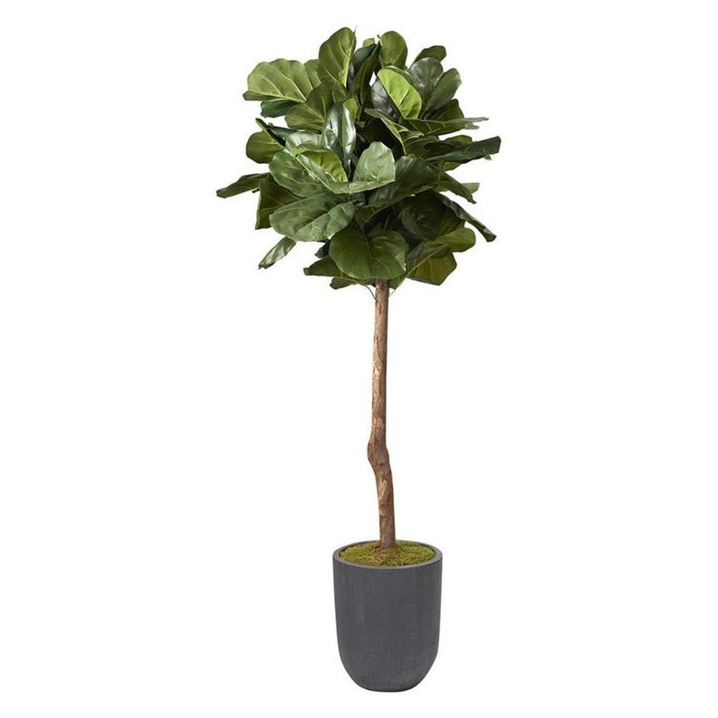 Artificial 6ft Brazilian Fiddle Leaf Fig Tree 6ft (Pack of 2)