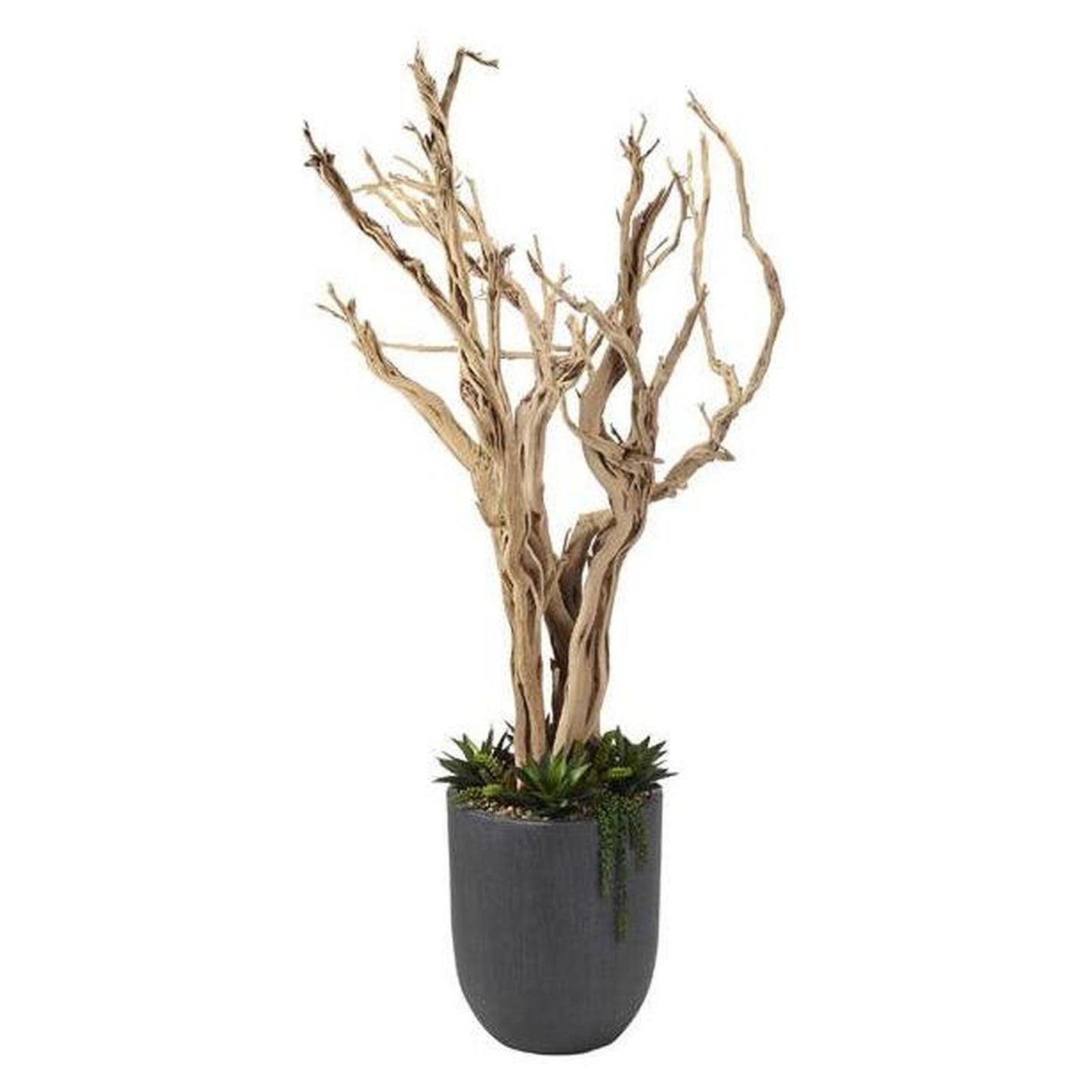 8ft Ghostwood Potted Tree with Agave and Sedum in Large Campbell Planter – 320410 - 4′ W x 8′ H