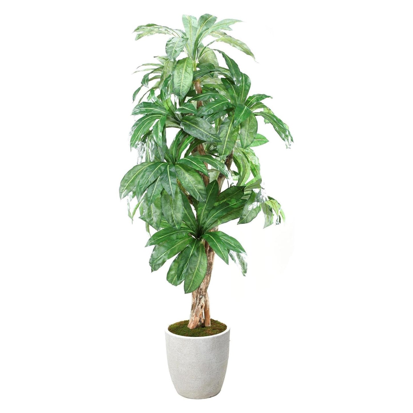 Artificial Birdnest Palm 8ft (Pack of 2)