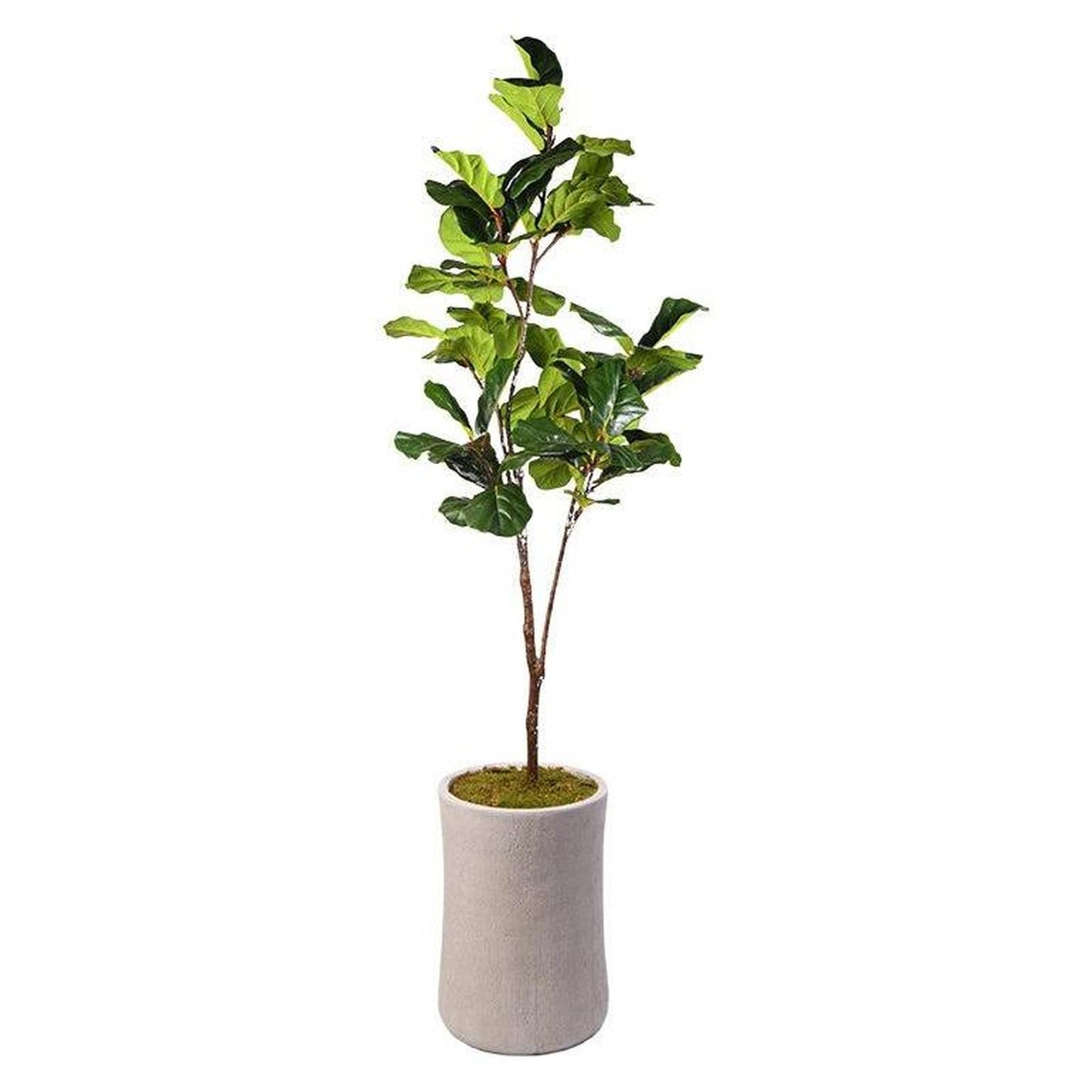 Artificial Fiddle Leaf Fig 8ft (Pack of 2)