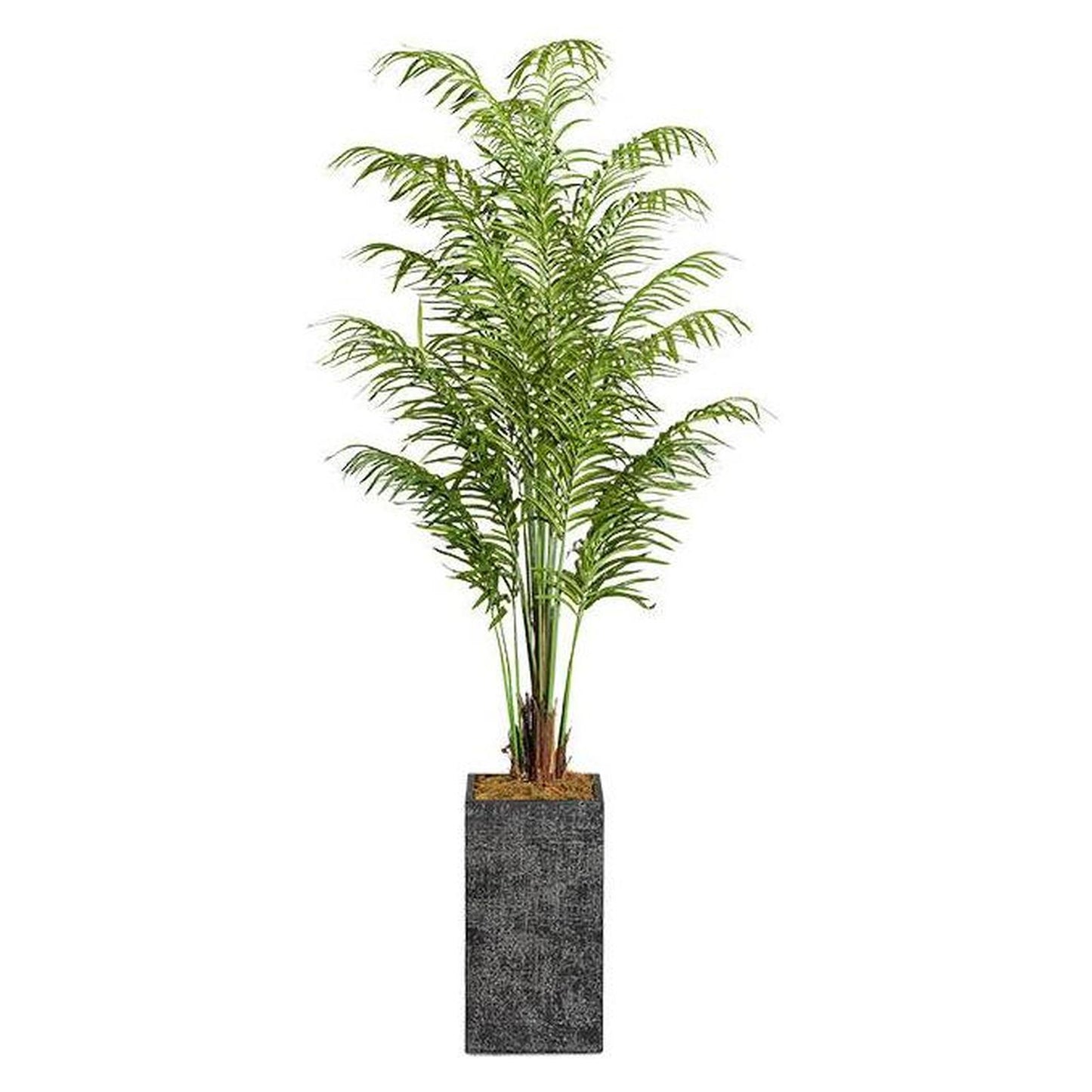 Artificial Areca Palm 8ft (Pack of 2)