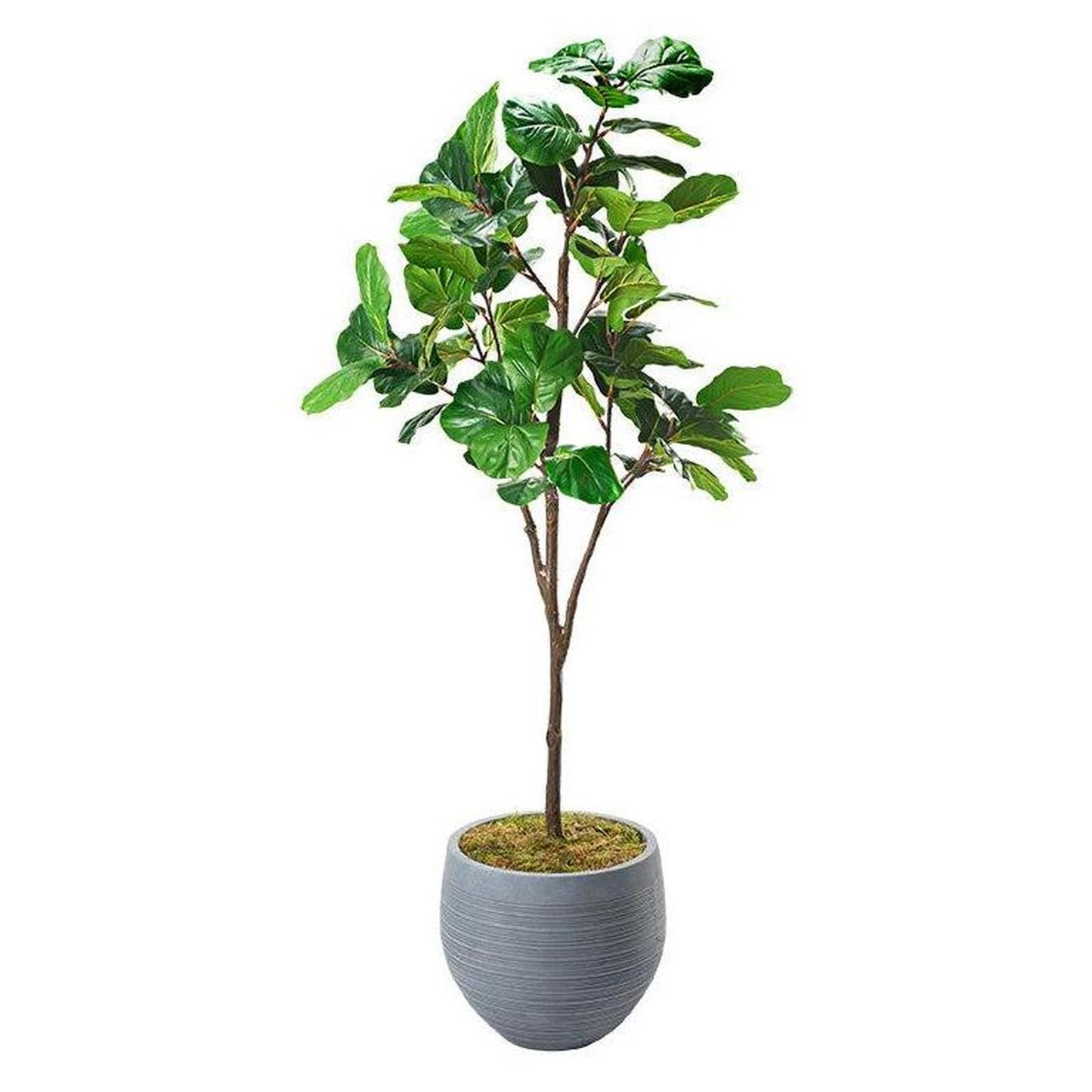 Artificial Fiddle Leaf Fig Tree 7ft (Pack of 2)