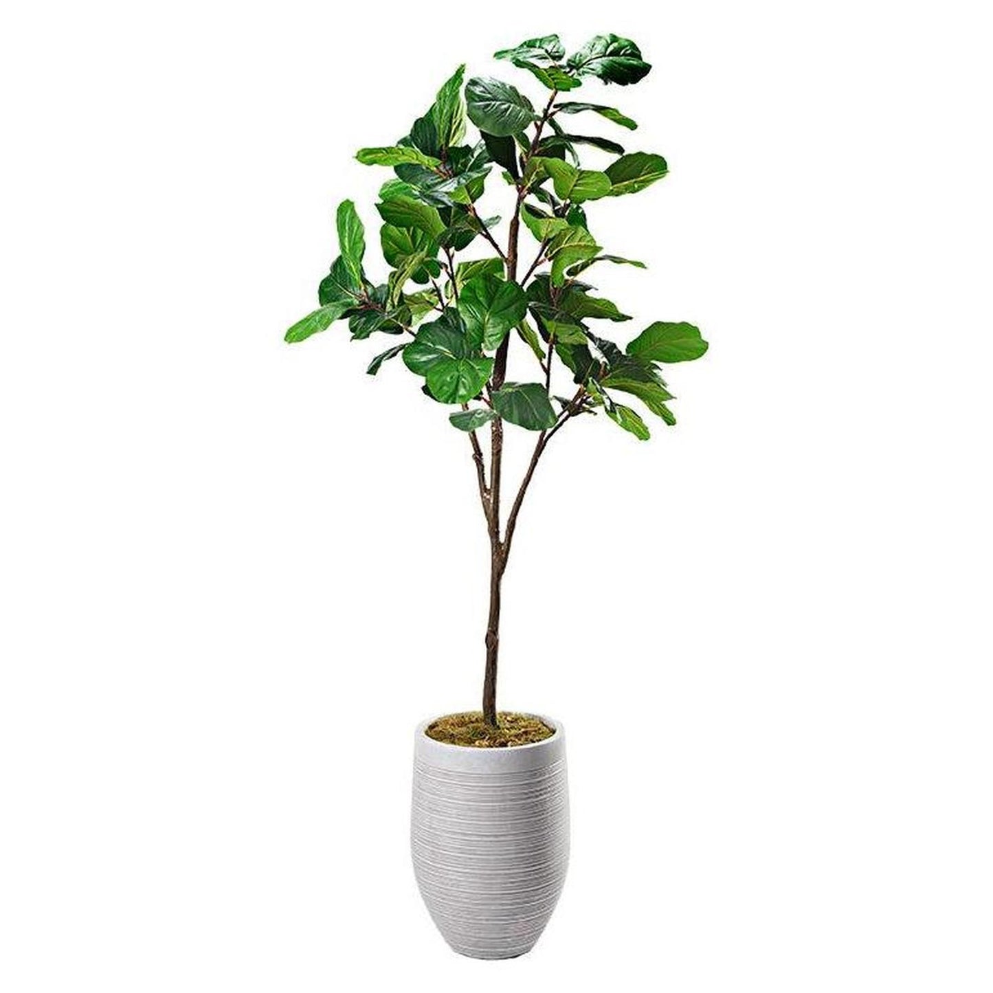 Artificial Fiddle Leaf Fig 7.5ft (Pack of 2)