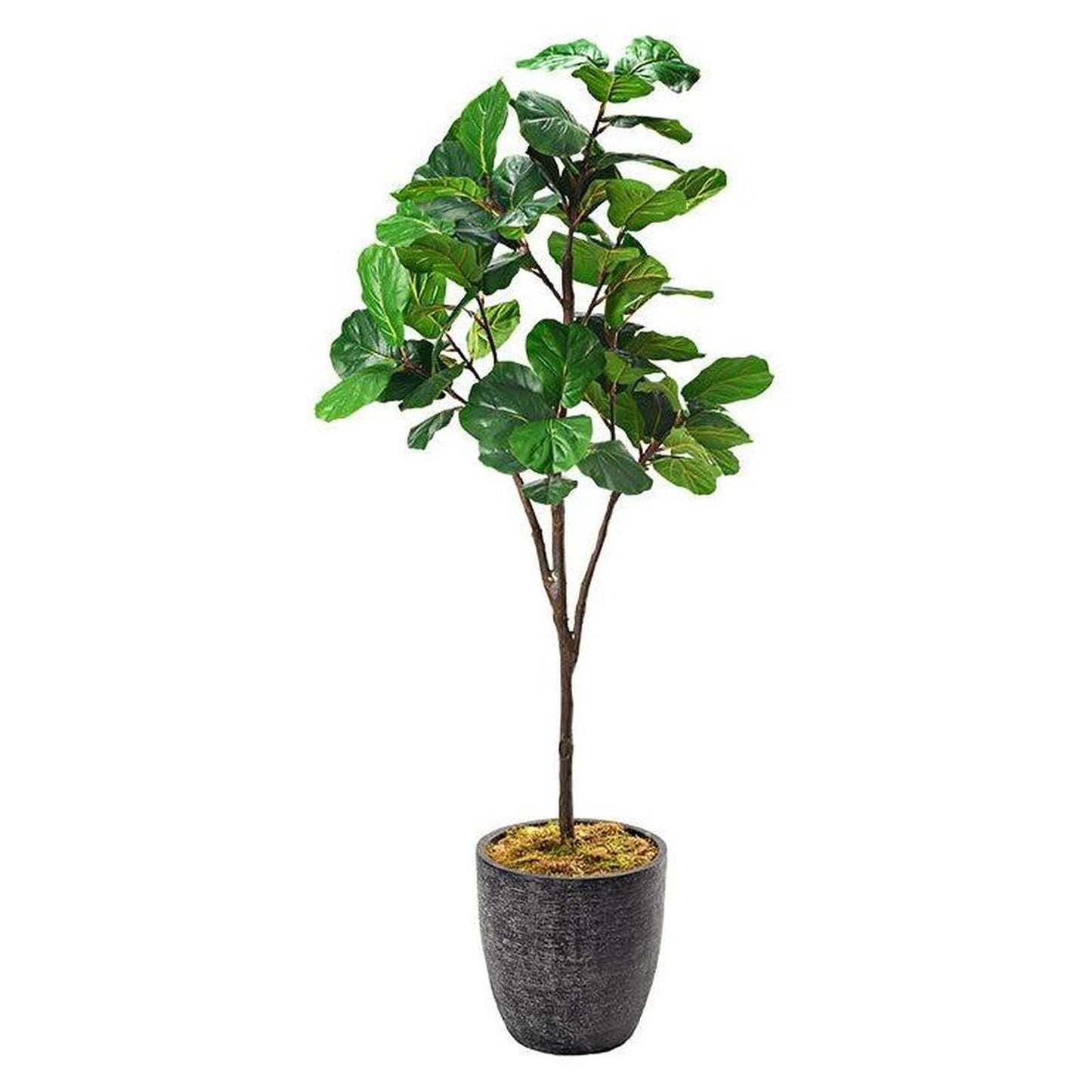 Artificial Fiddle Leaf Fig 7ft (Pack of 2)