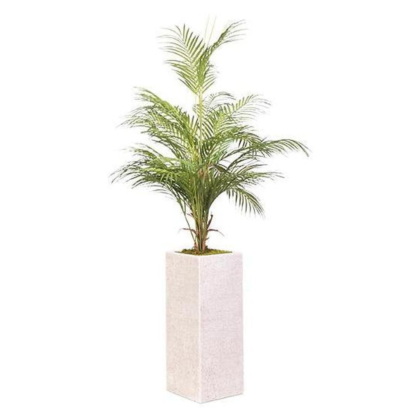 Artificial Areca Palm (Pack of 3)