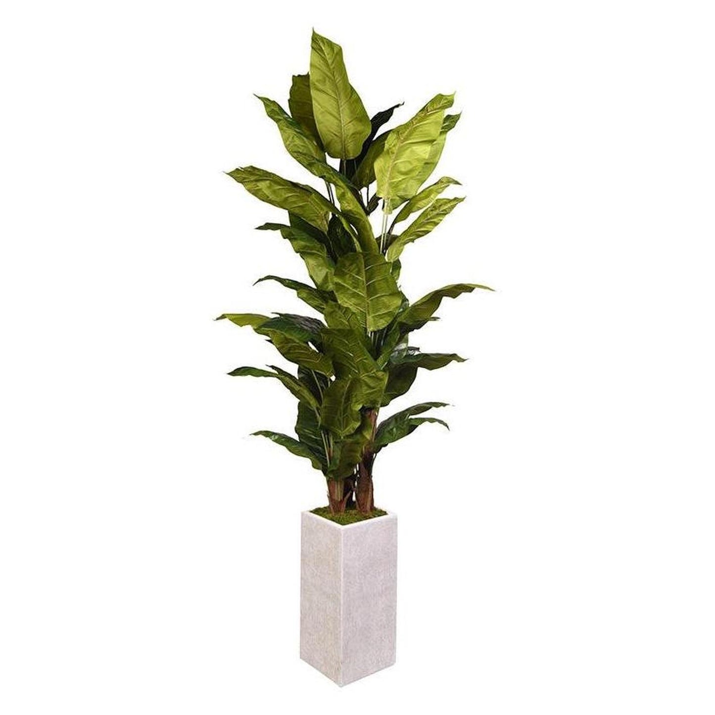 Artificial Spath Plant 8ft (Pack of 2)