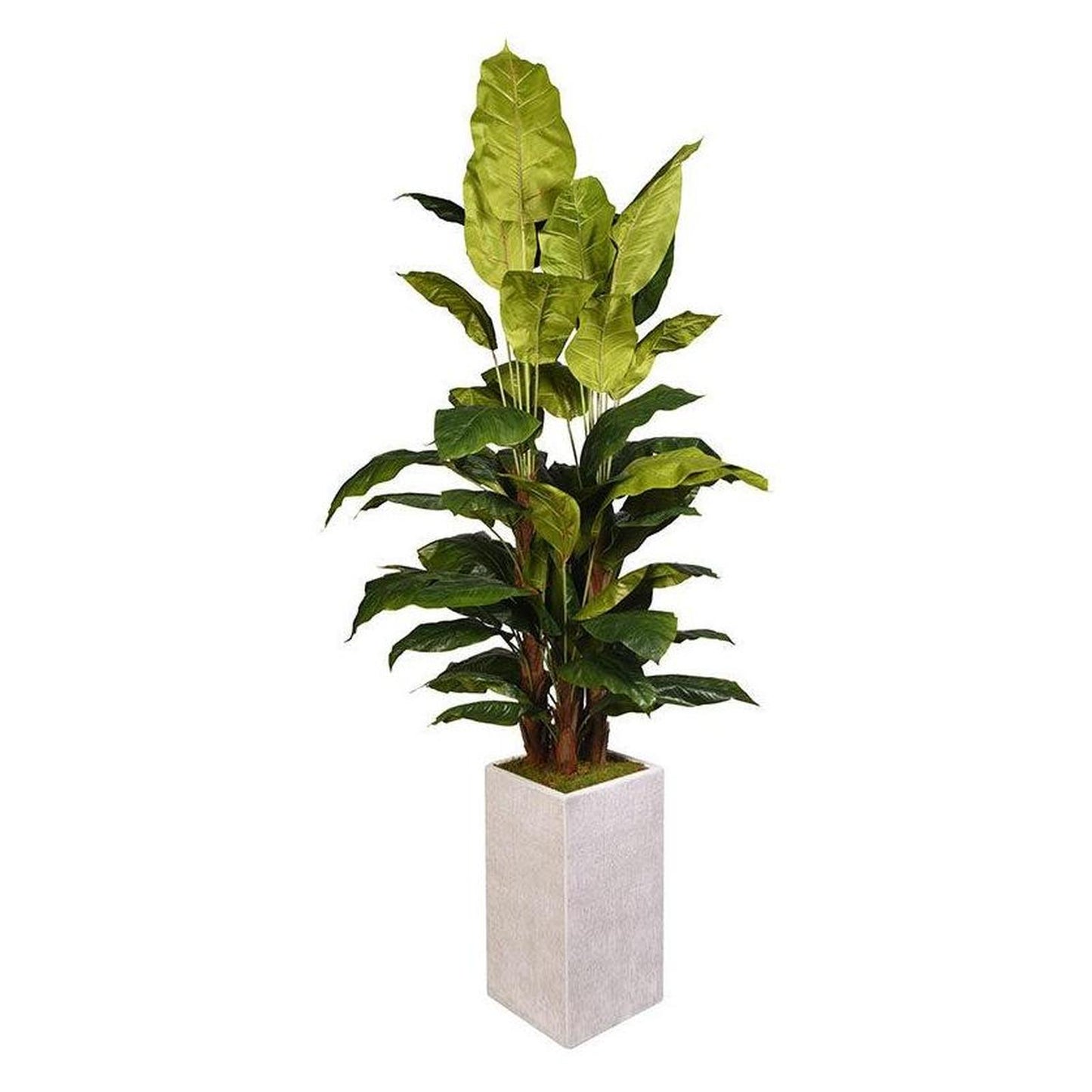 Artificial Spath Plant 8ft (Pack of 2)