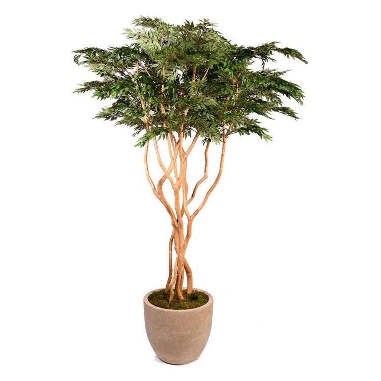 Artificial Ruscus Tree 8ft