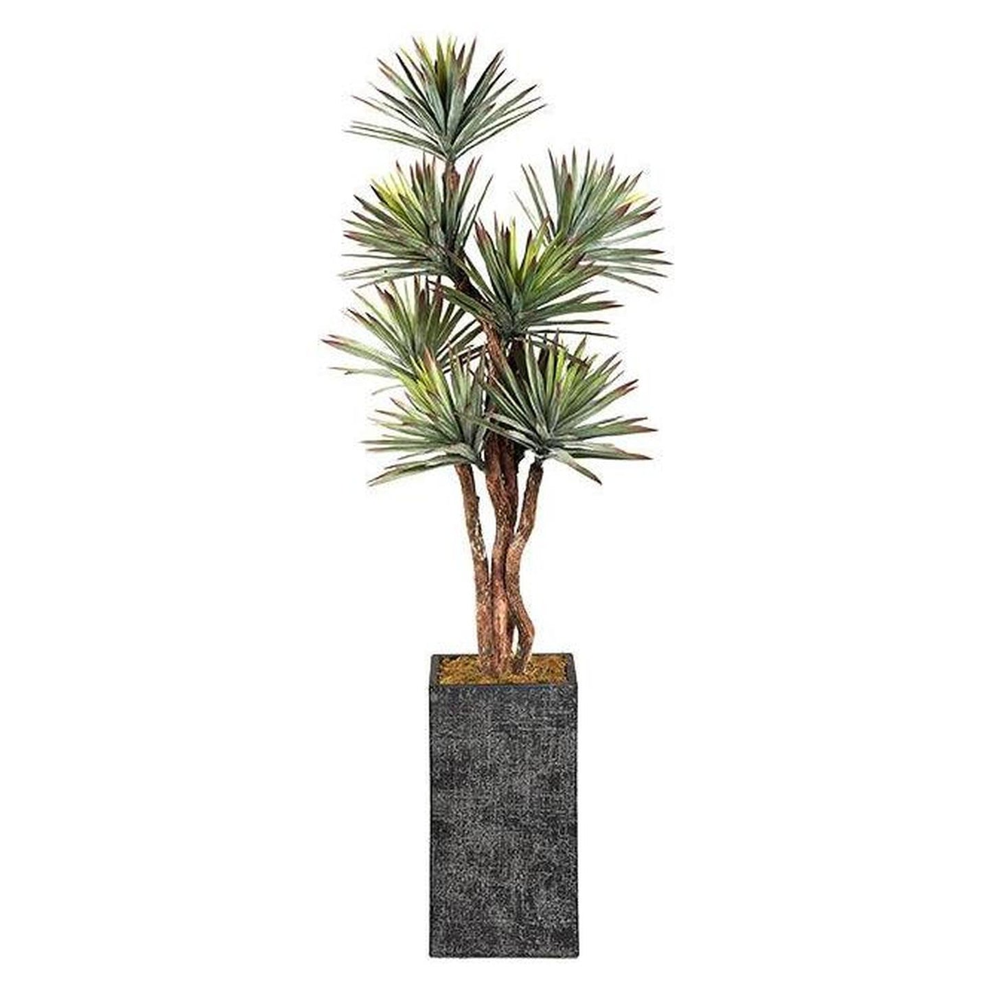 Artificial 8-foot Agave Tree in Tall Square Black Etched Planter