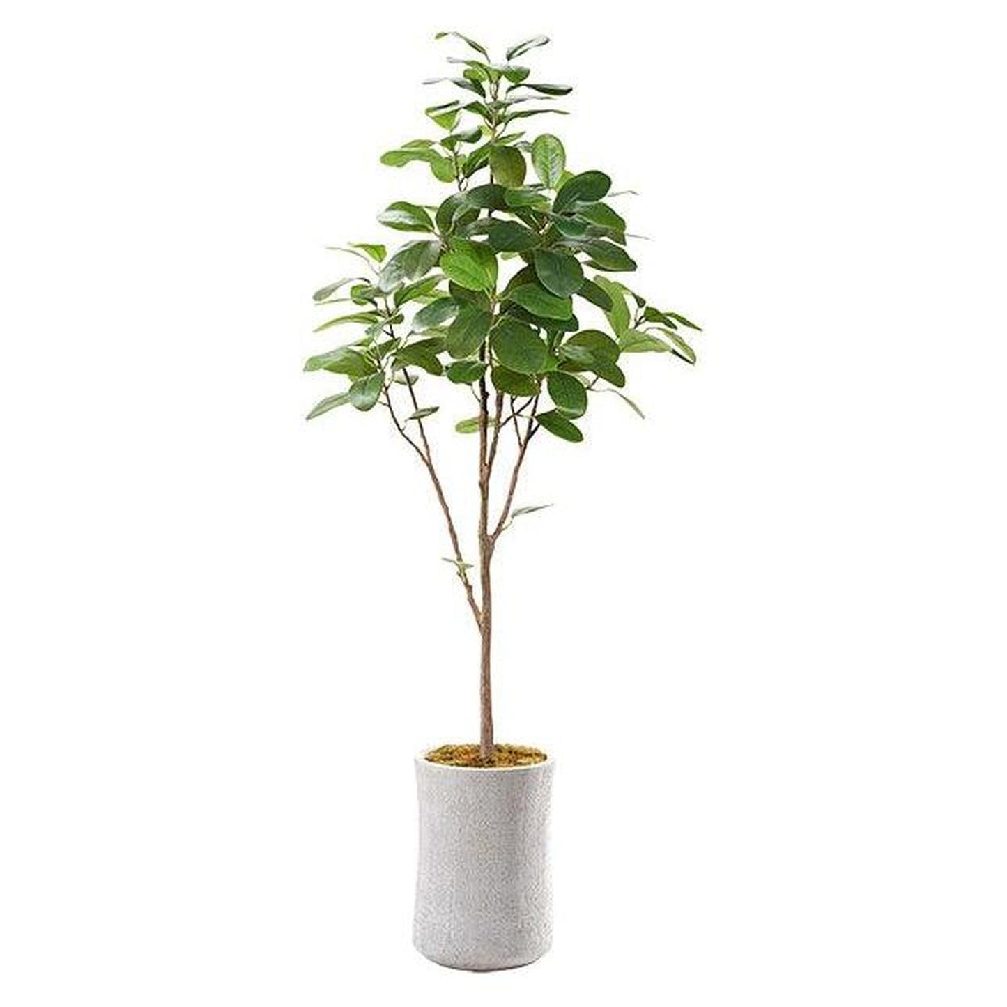Artificial Audrey Ficus 7ft (Pack of 2)