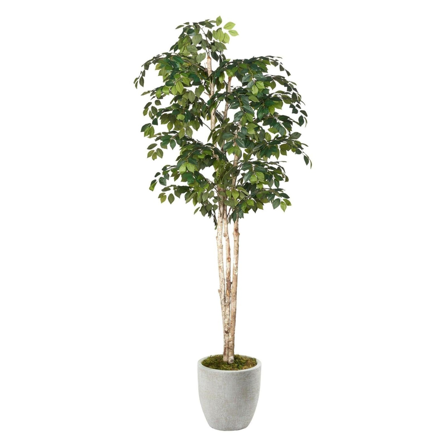 Artificial Sakaki Tree 8ft (Pack of 2)