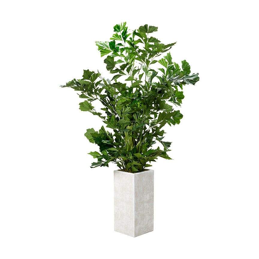 Artificial Fishtail 6.5ft (Pack of 2)