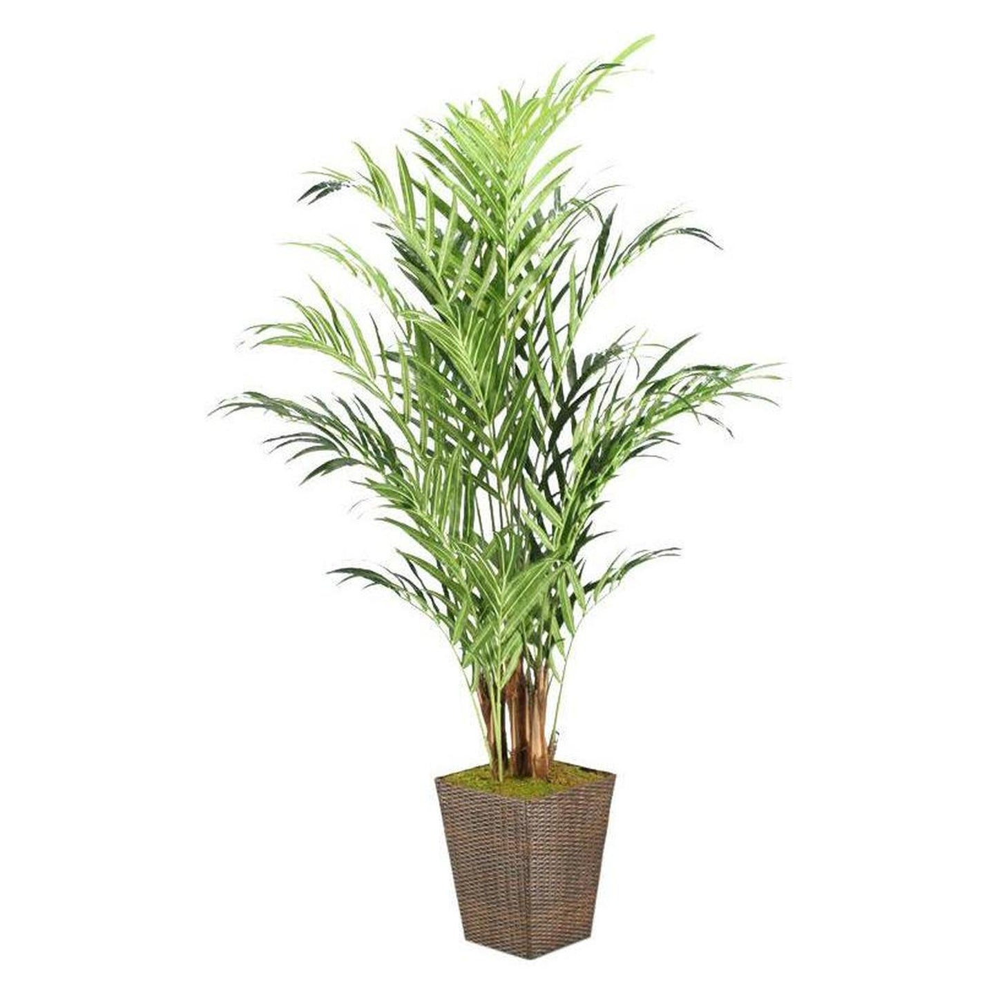 Artificial 8ft Kentia Palm 8ft (Pack of 2)
