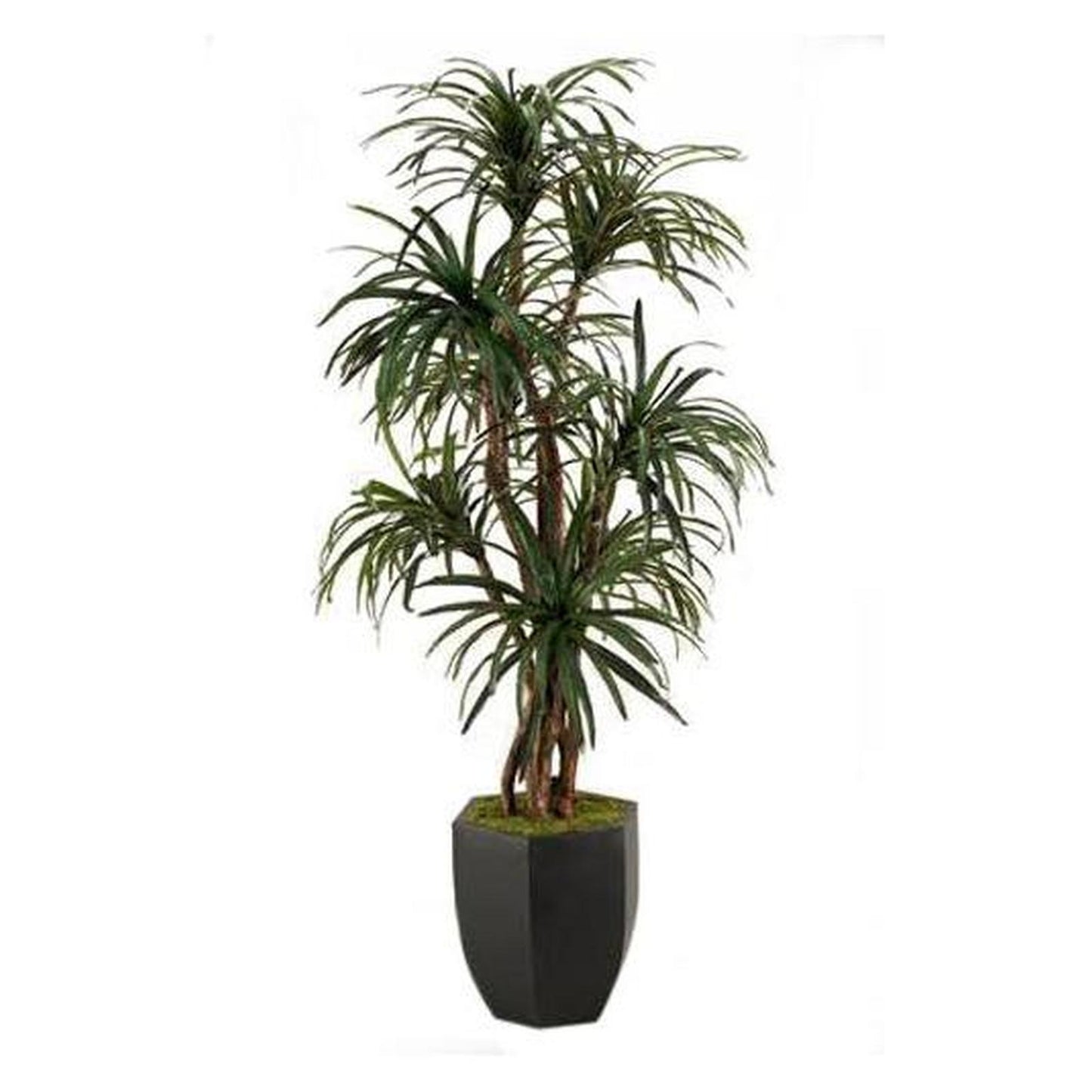 Artificial 7ft Dracaena 7ft (Pack of 2)