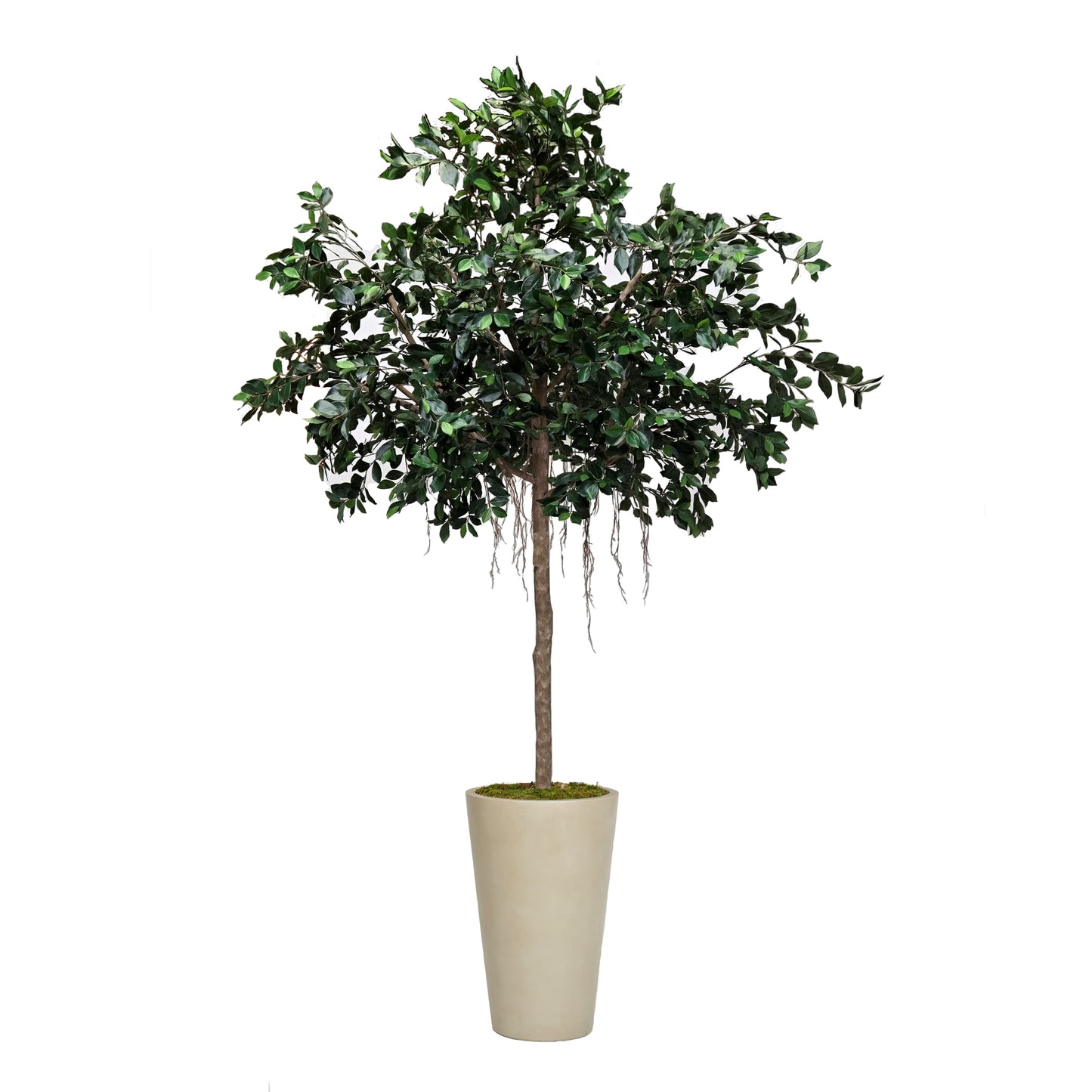 Artificial Compact Ficus Tree