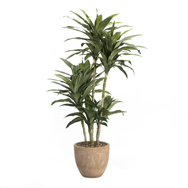 Artificial 6.5ft Dracaena Tree 6.5ft (Pack of 2)