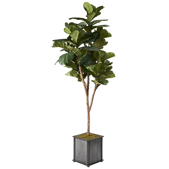 Artificial 7ft Brazilian Fiddle Leaf Fig Tree 7ft (Pack of 2)