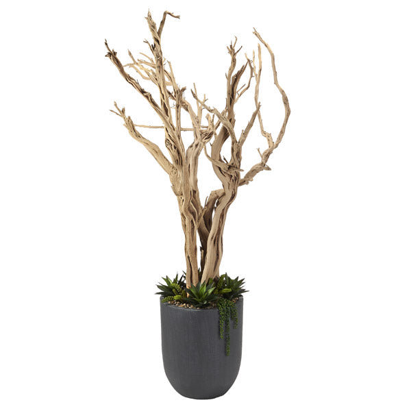 8ft Ghostwood Potted Tree with Agave and Sedum in Large Campbell Planter  – 320410 - 4′ W x 8′ H
