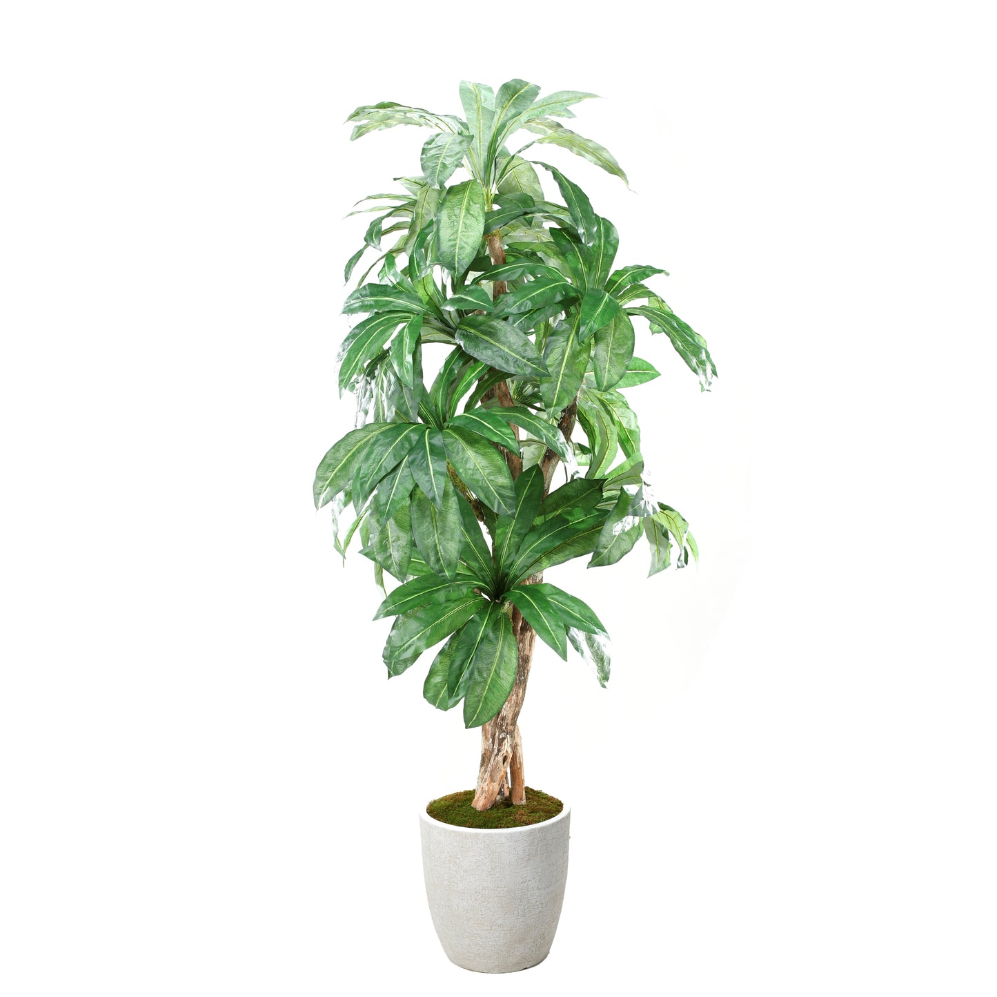 Artificial Birdnest Palm 8ft (Pack of 2)