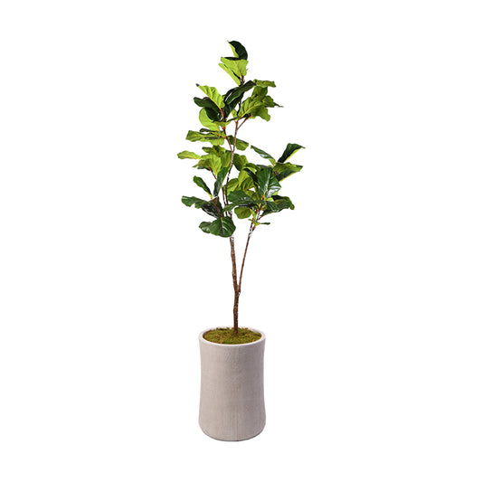 Artificial Fiddle Leaf Fig 8ft (Pack of 2)