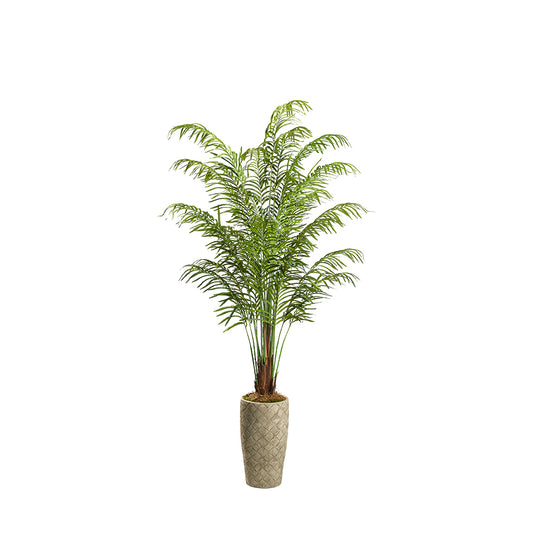 Artificial Areca Palm 8ft (Pack of 2)