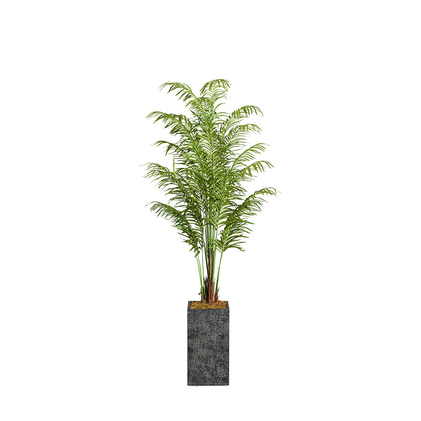 Artificial Areca Palm 8ft (Pack of 2)