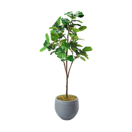 Artificial Fiddle Leaf Fig Tree 7ft (Pack of 2)