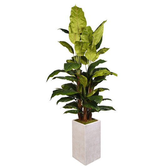 Artificial Spath Plant 8ft (Pack of 2)