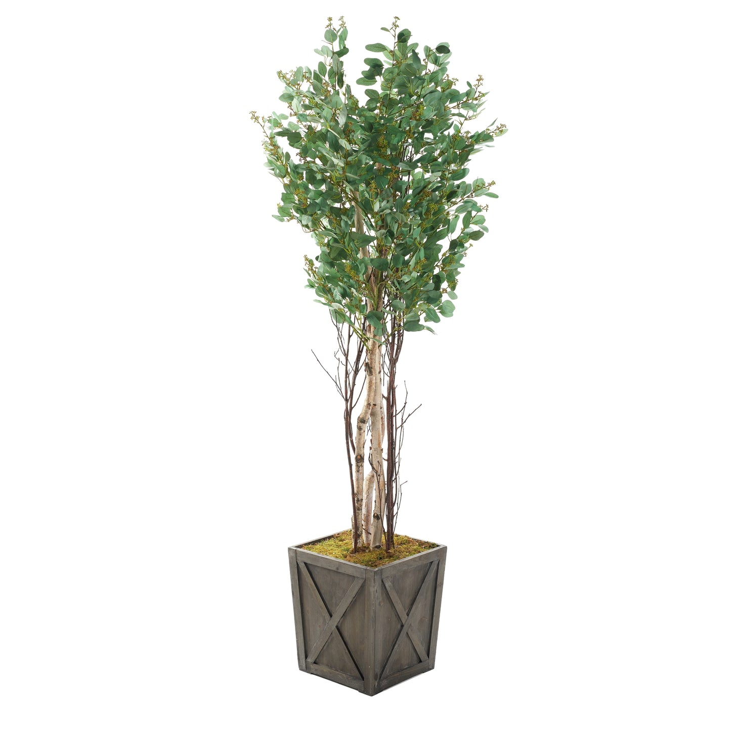 Artificial Eucalyptus Polyanthemos 6.5ft (Pack of 2)