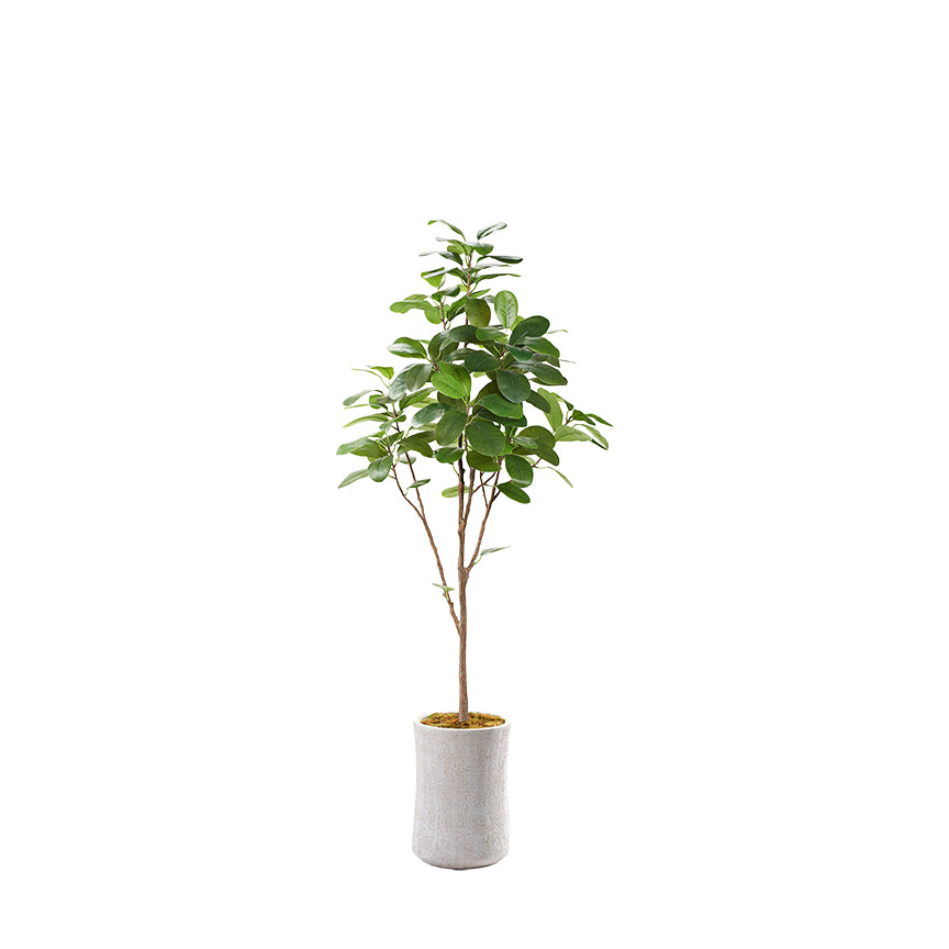 Artificial Audrey Ficus 7ft (Pack of 2)