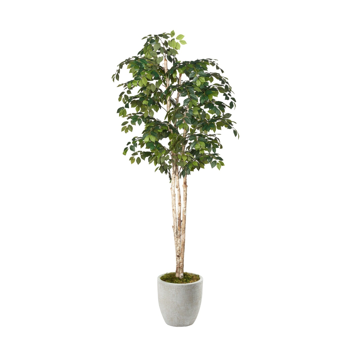 Artificial Sakaki Tree 8ft (Pack of 2)