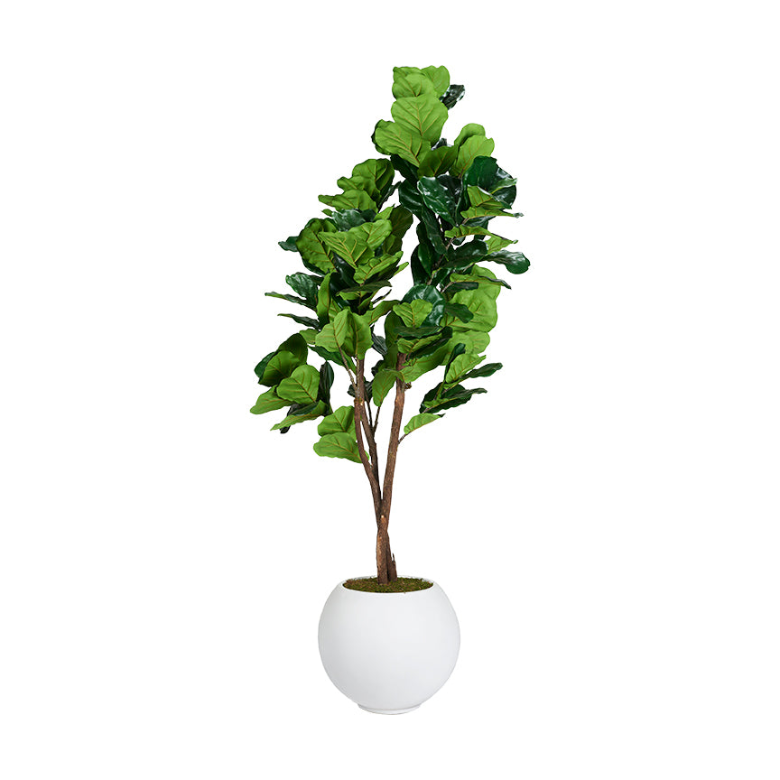 Artificial Real Touch Fiddle Leaf Fig 7ft (Pack of 2)