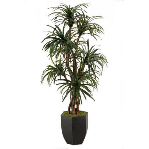 Artificial 7ft Dracaena 7ft (Pack of 2)